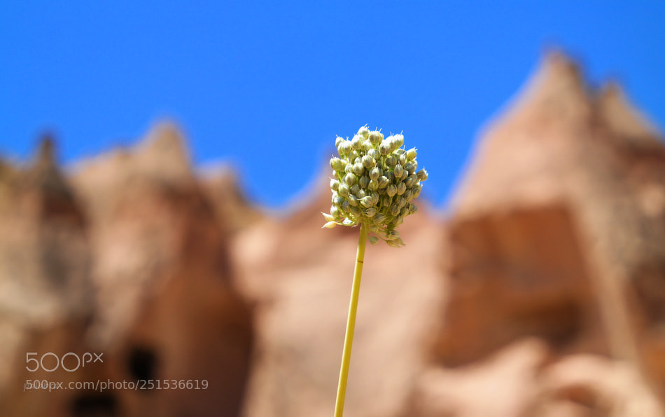 Samsung NX30 sample photo. ... photography