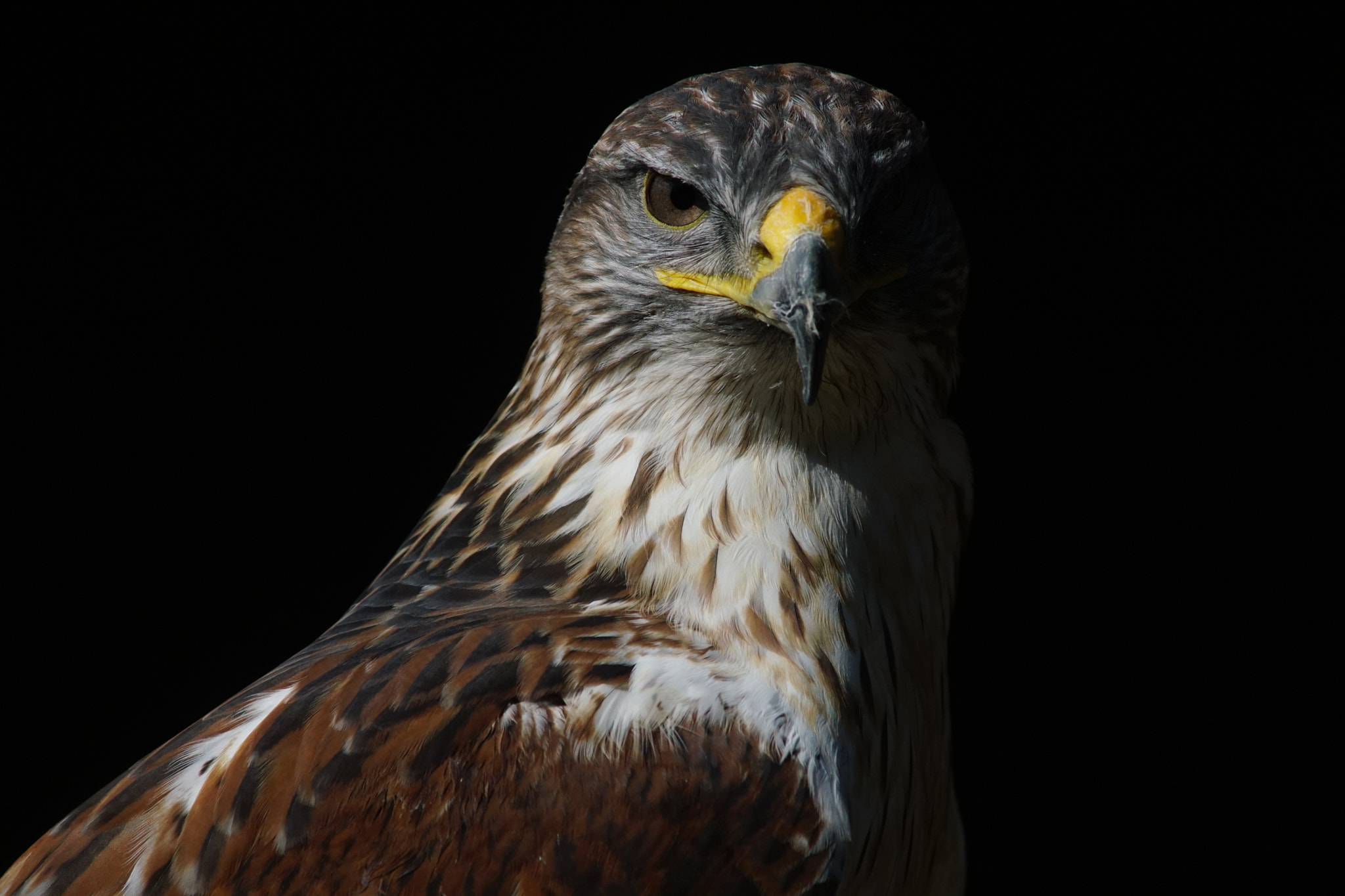 Sony ILCA-77M2 + Minolta AF 300mm F2.8 HS-APO G sample photo. Ferruginous hawk photography