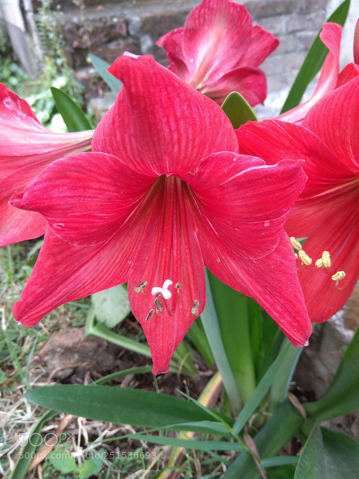Xiaomi Redmi Note 4 sample photo. Flower photography