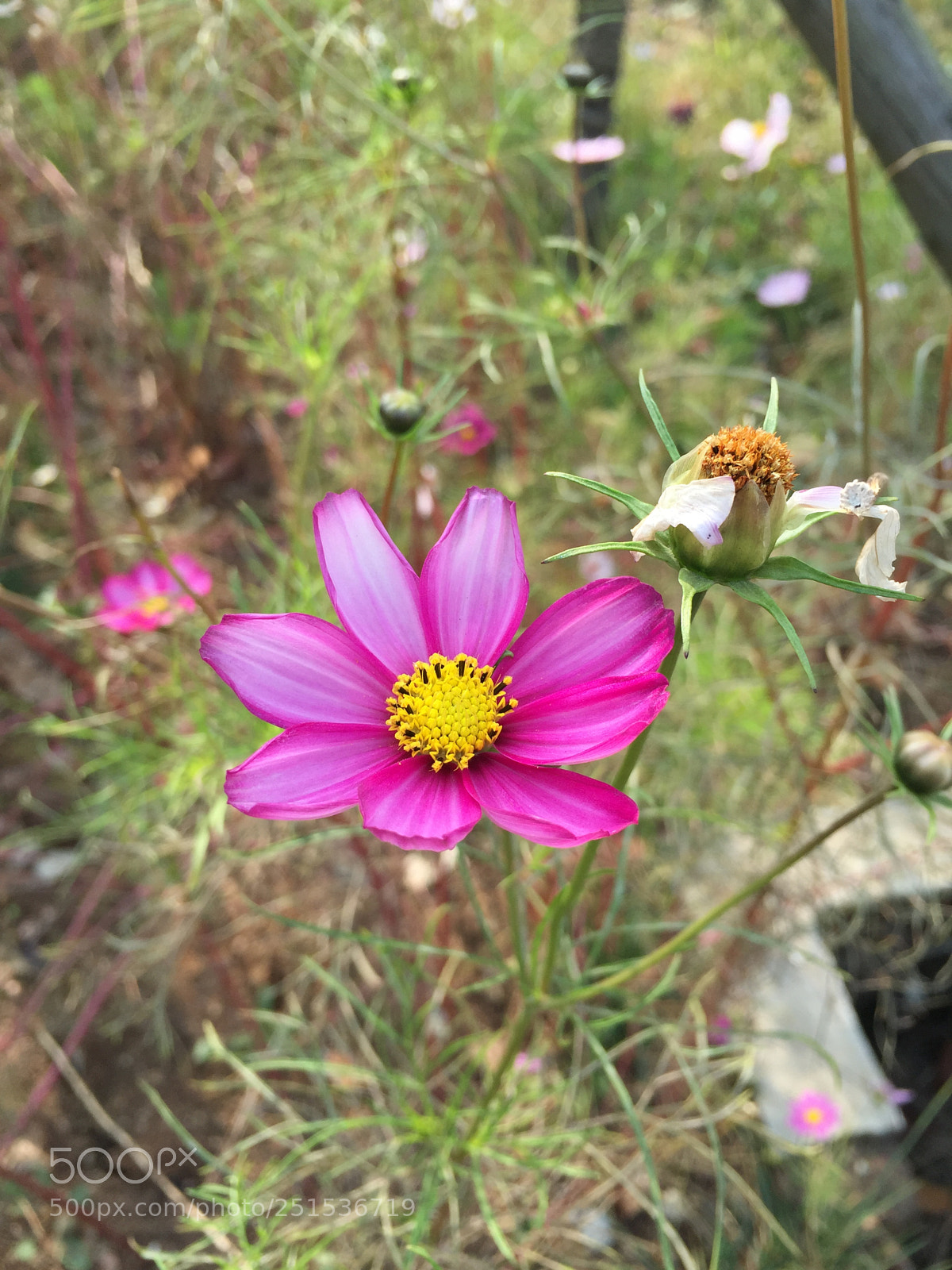 Apple iPhone 6 Plus sample photo. Img photography
