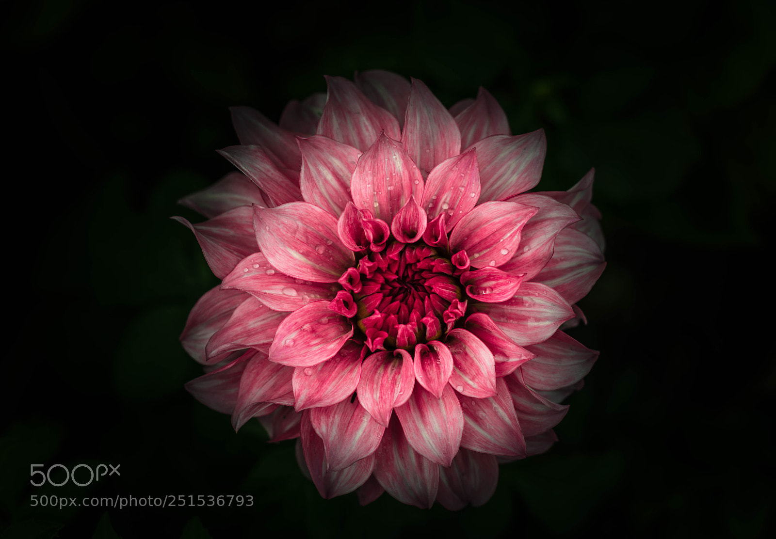 Nikon D5300 sample photo. Dahlia photography