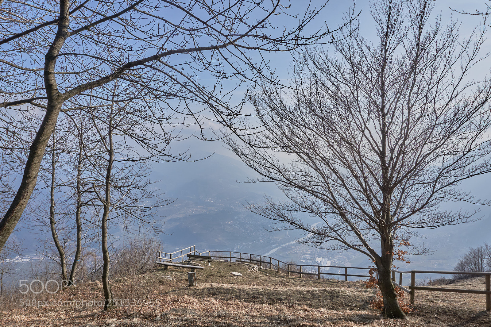 Sony a6000 sample photo. Tree with branches photography