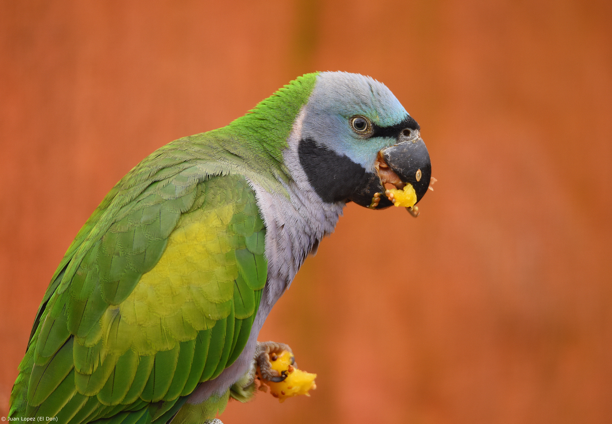 Sigma 150-600mm F5-6.3 DG OS HSM | S sample photo. Taste....!! photography