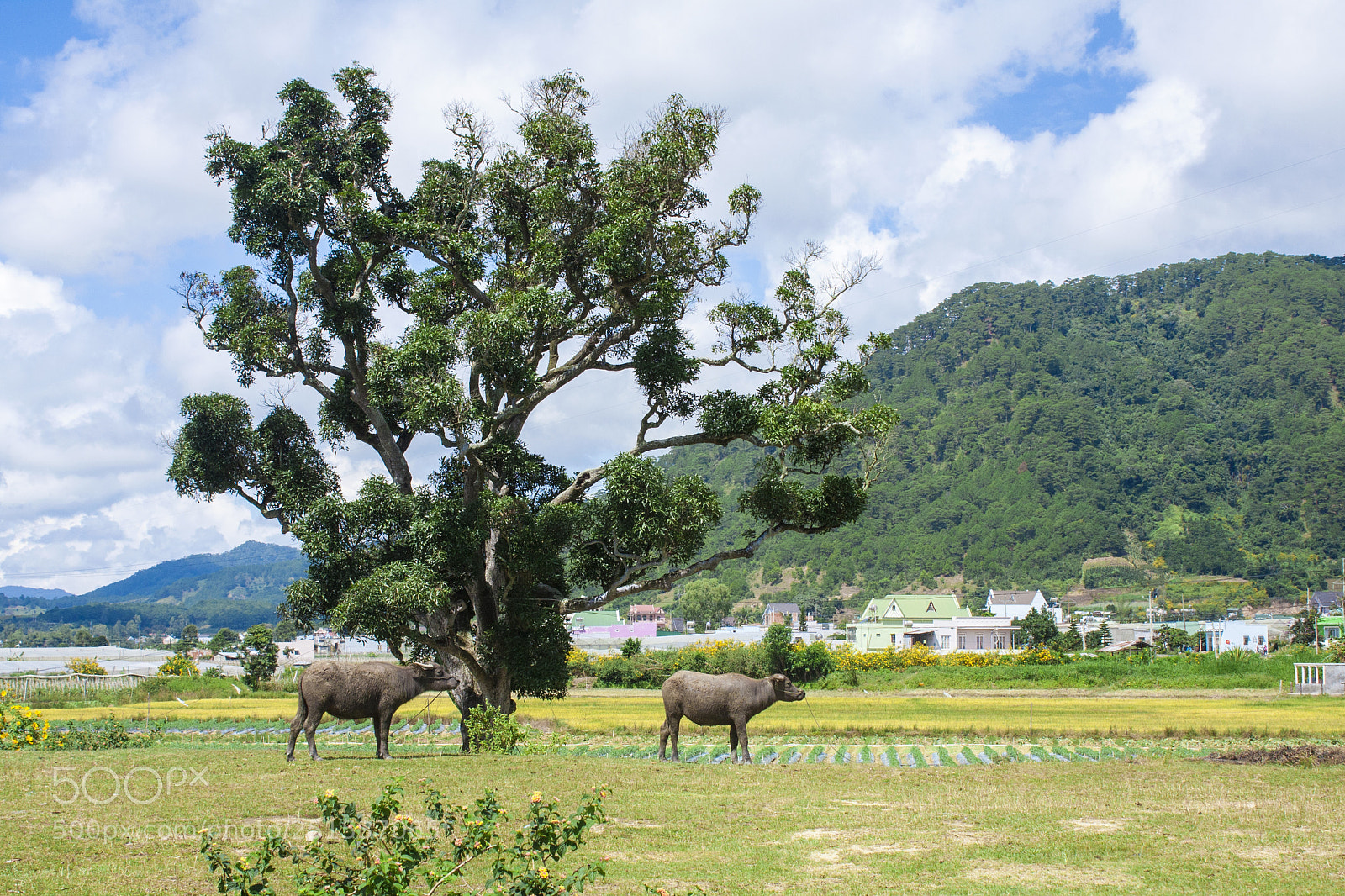 Canon EOS 40D sample photo. Morning on the plateau photography