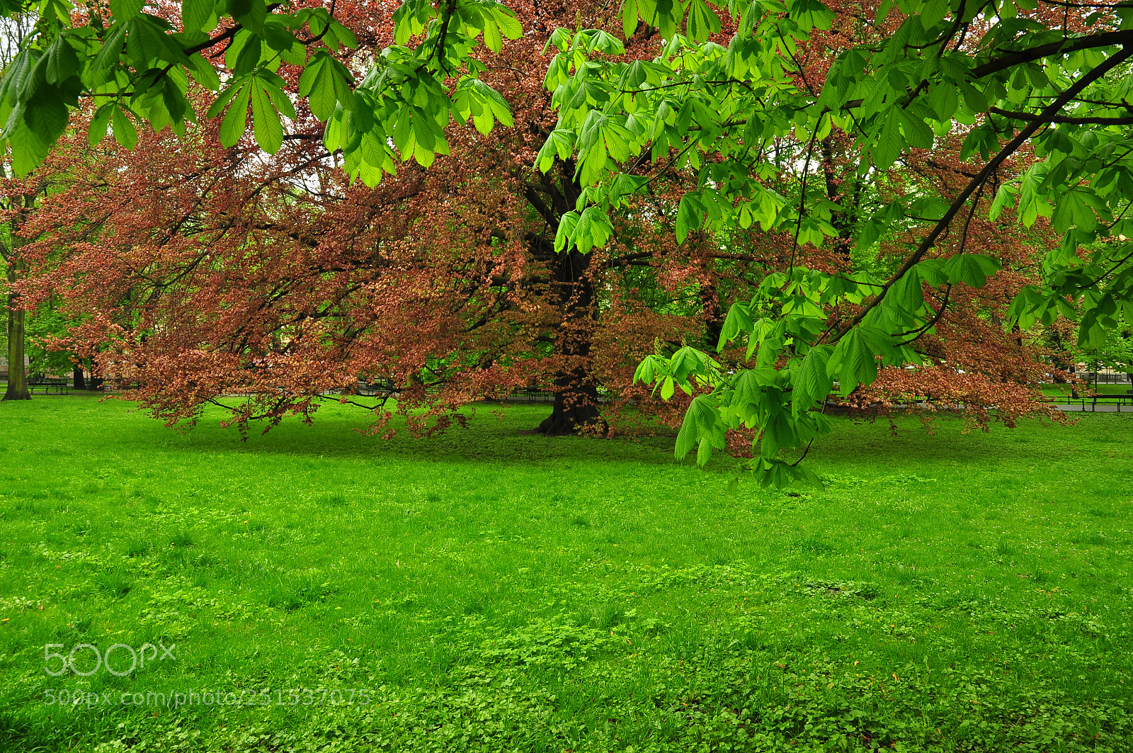 Nikon D90 sample photo. Springtime photography