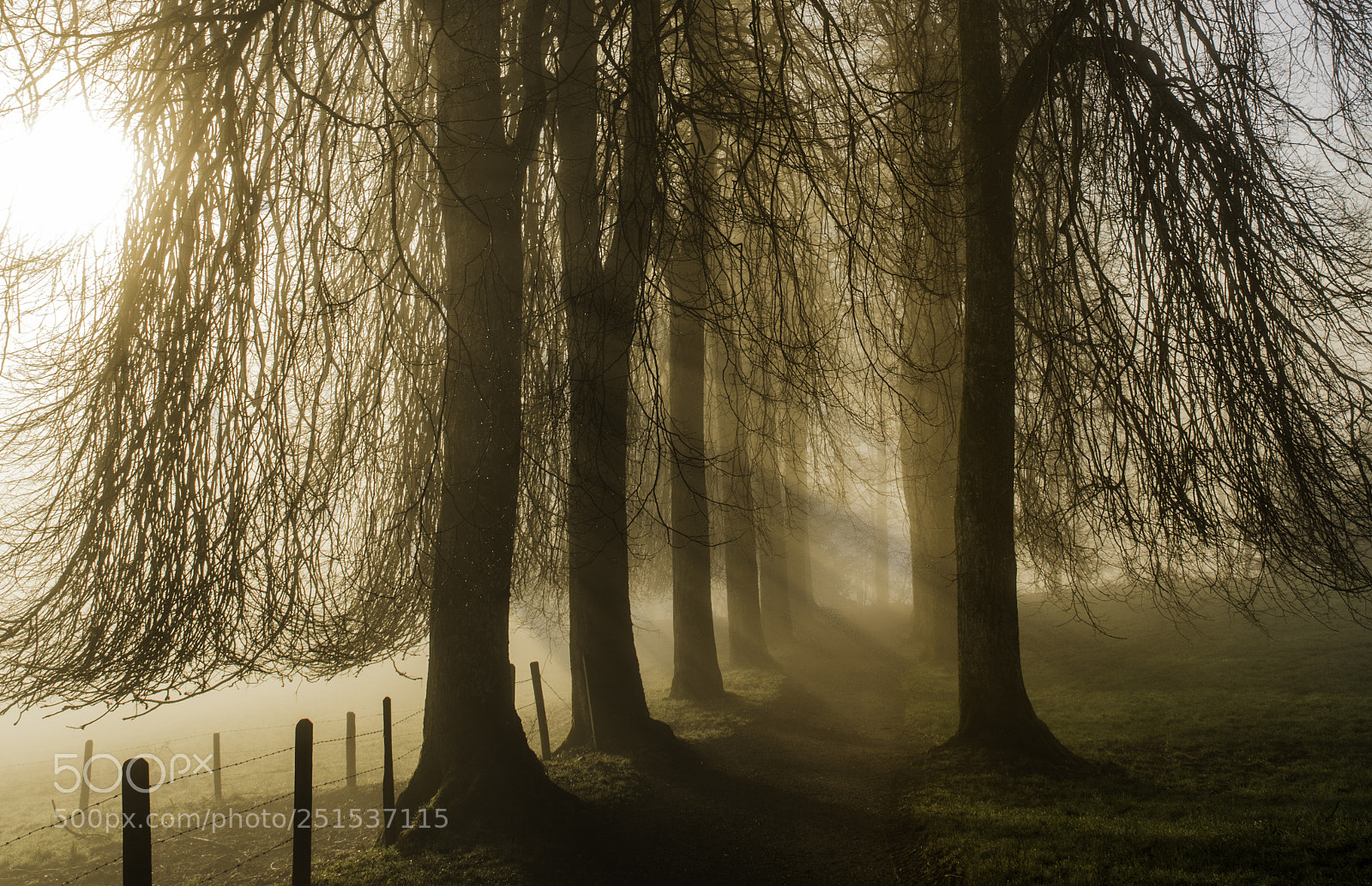 Nikon D850 sample photo. Tree alley photography