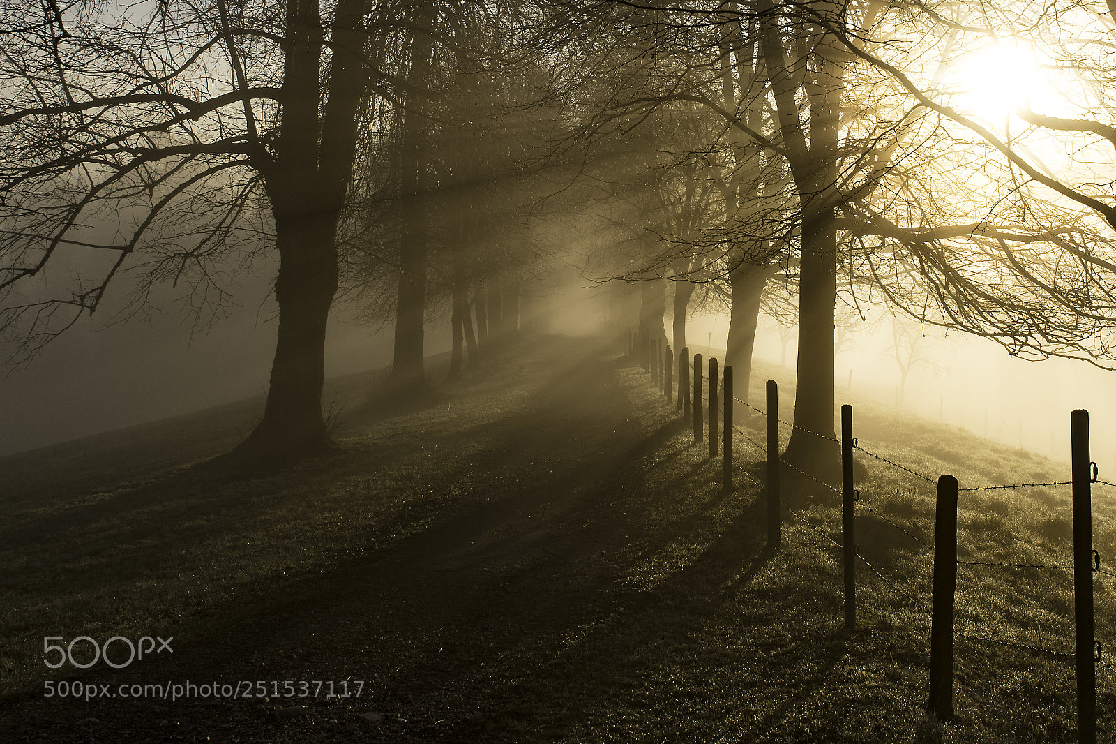 Nikon D850 sample photo. Tree alley morning photography