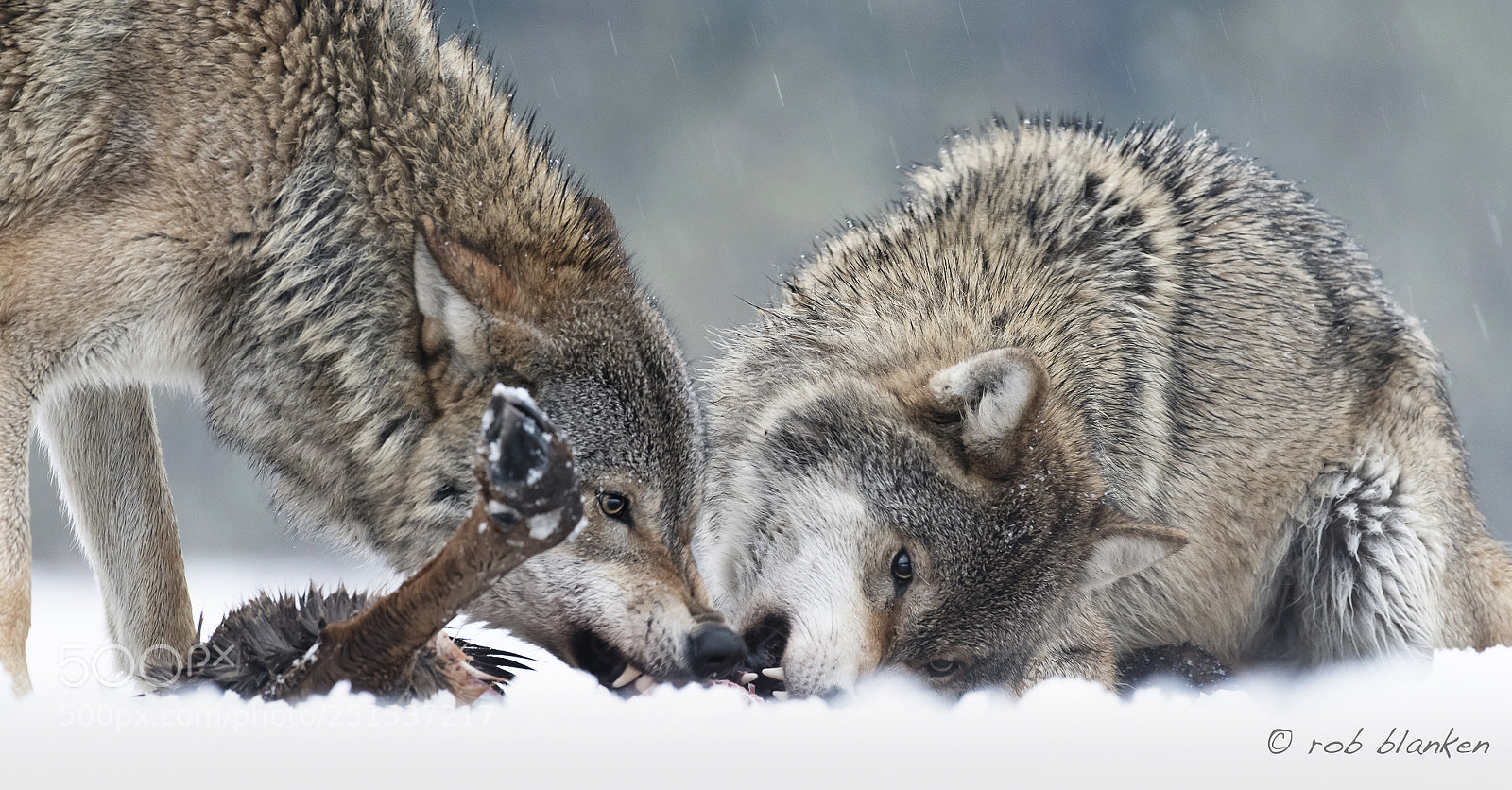 Nikon D850 sample photo. Gray wolf (6) photography