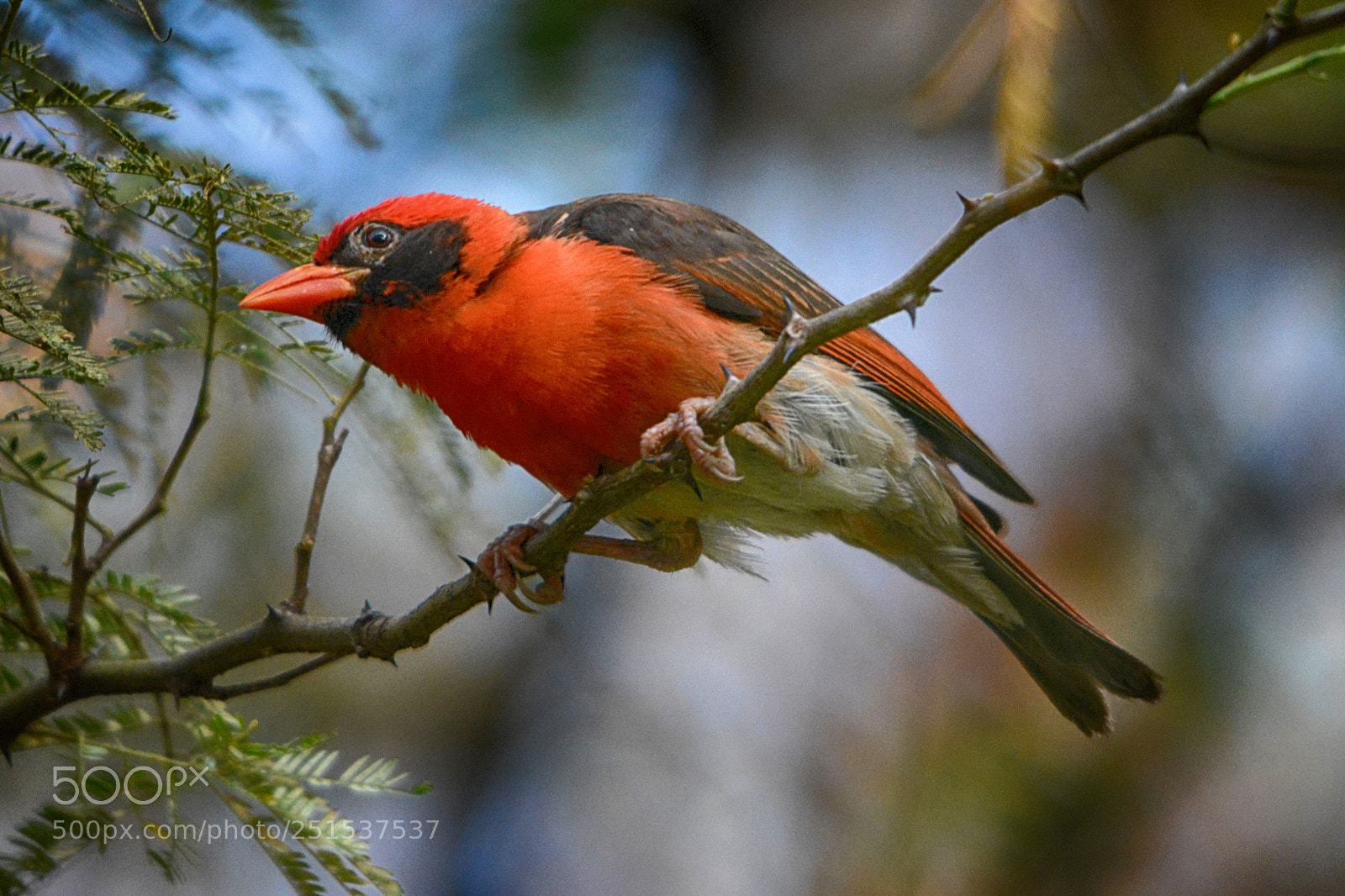 Nikon D5200 sample photo. Red-headed weaver, wik acz photography