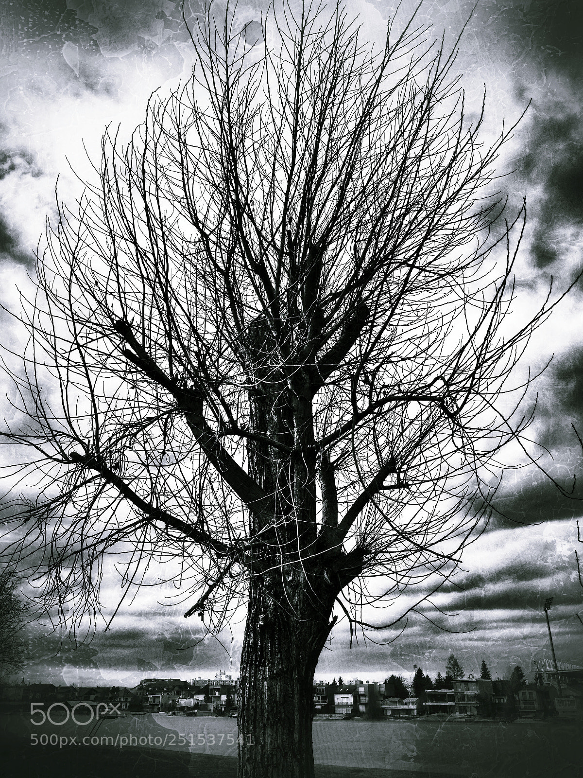 HUAWEI P10 sample photo. Tree photography