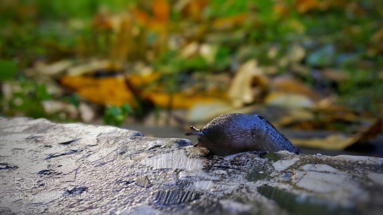 Samsung Galaxy S5 sample photo. A slug photography