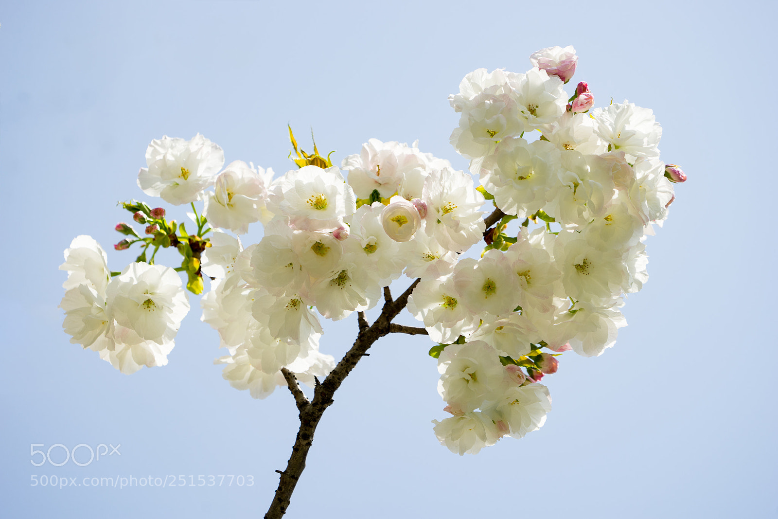 Sony a7 sample photo. Cherry blossom #1 photography