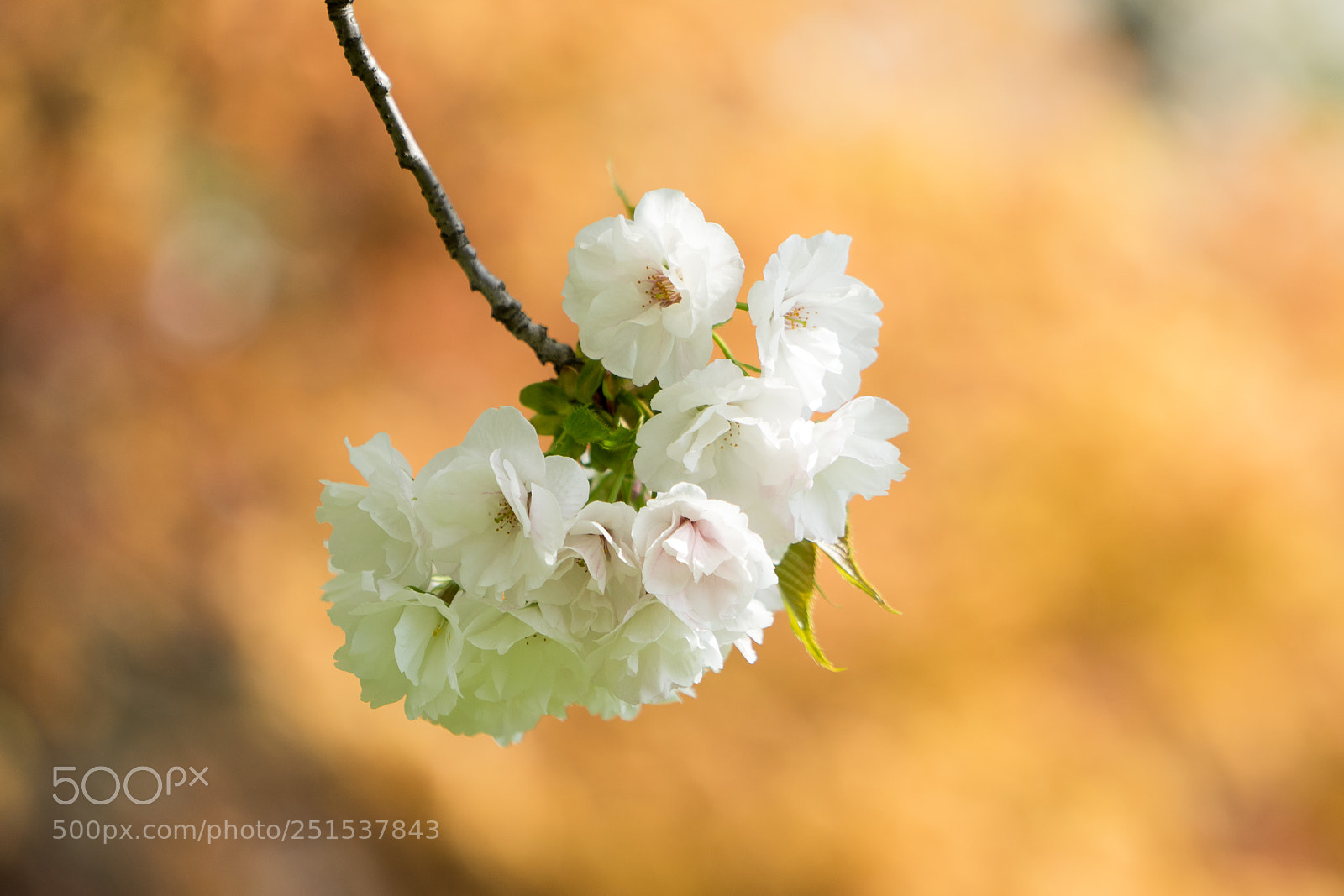 Sony a7 sample photo. Cherry blossom #2 photography