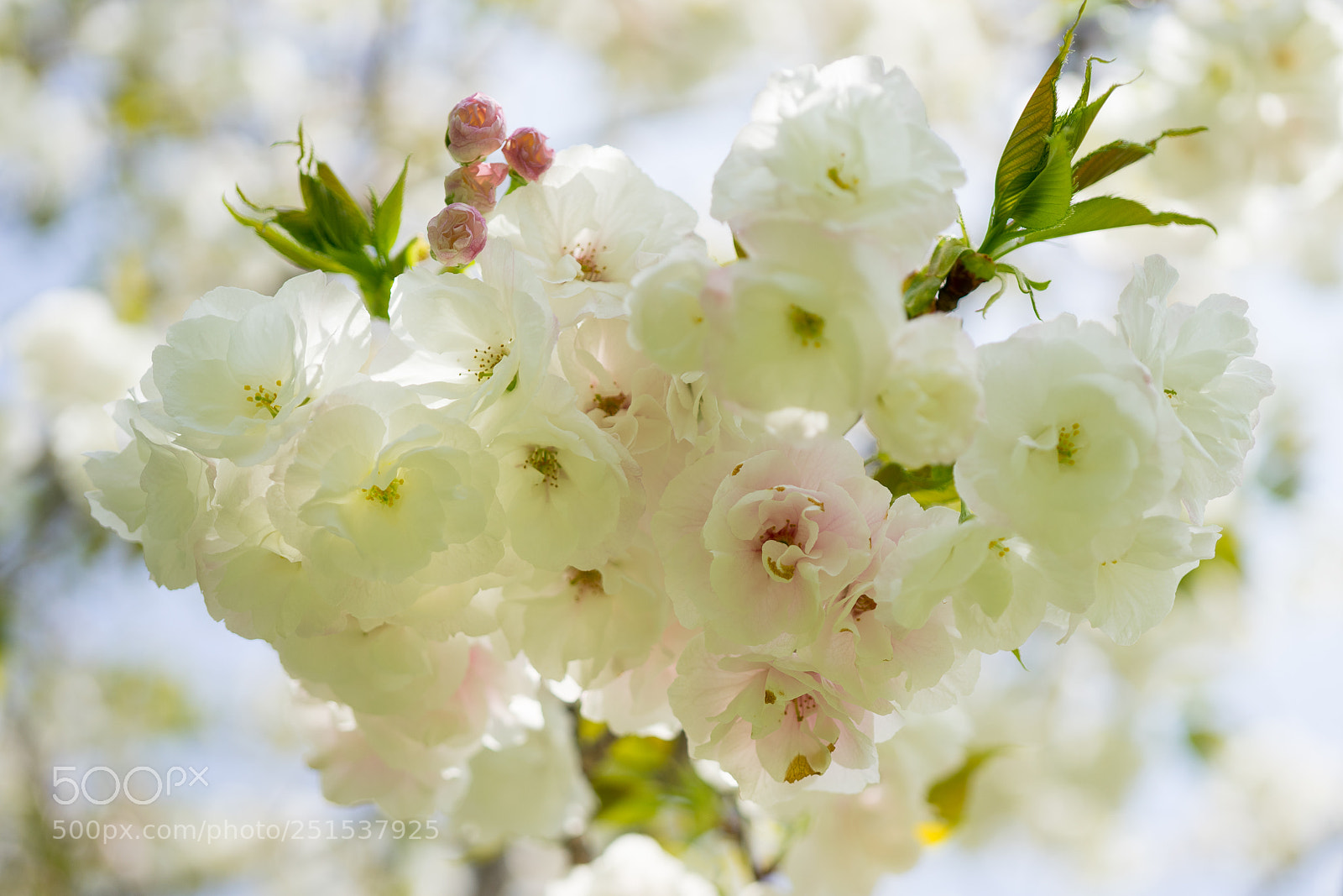Sony a7 sample photo. Cherry blossom #3 photography