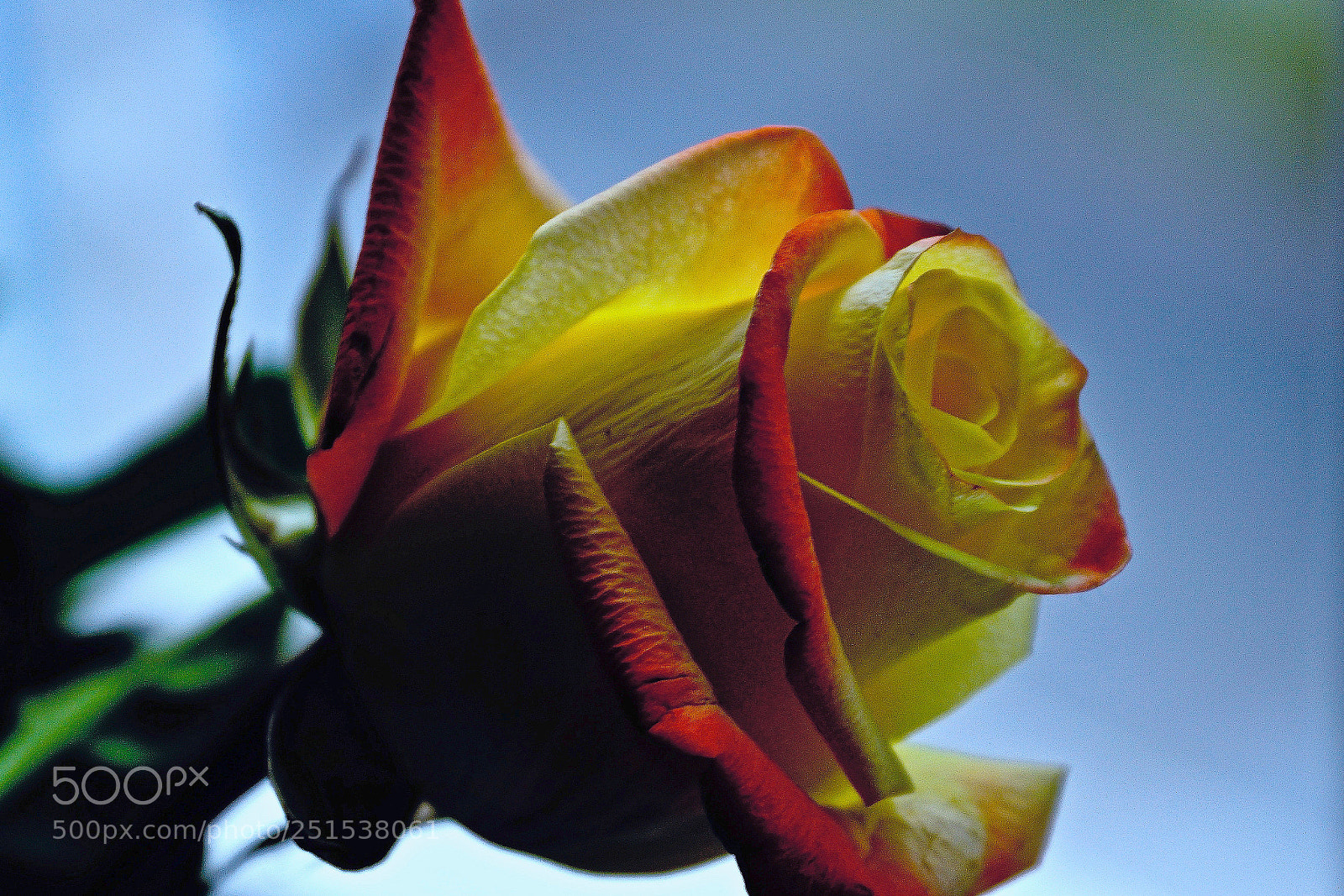 Sony ILCA-77M2 sample photo. Rosa photography