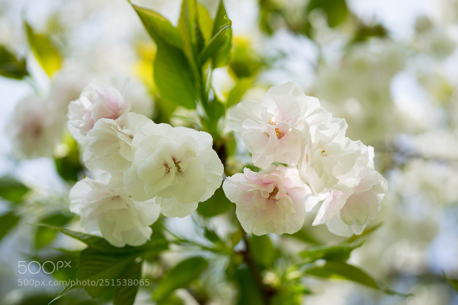 Sony a7 sample photo. Cherry blossom #4 photography