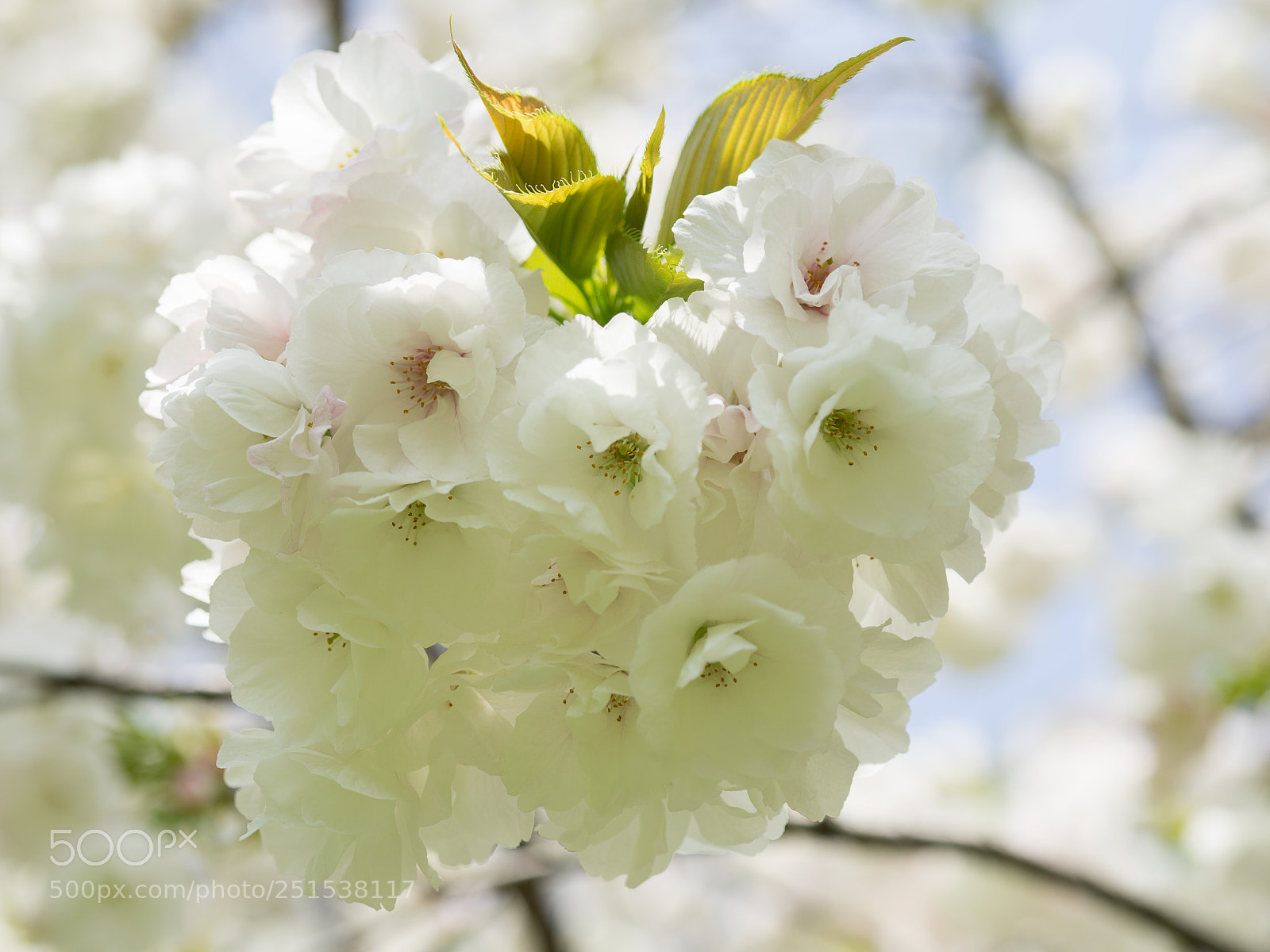 Sony a7 sample photo. Cherry blossom #5 photography
