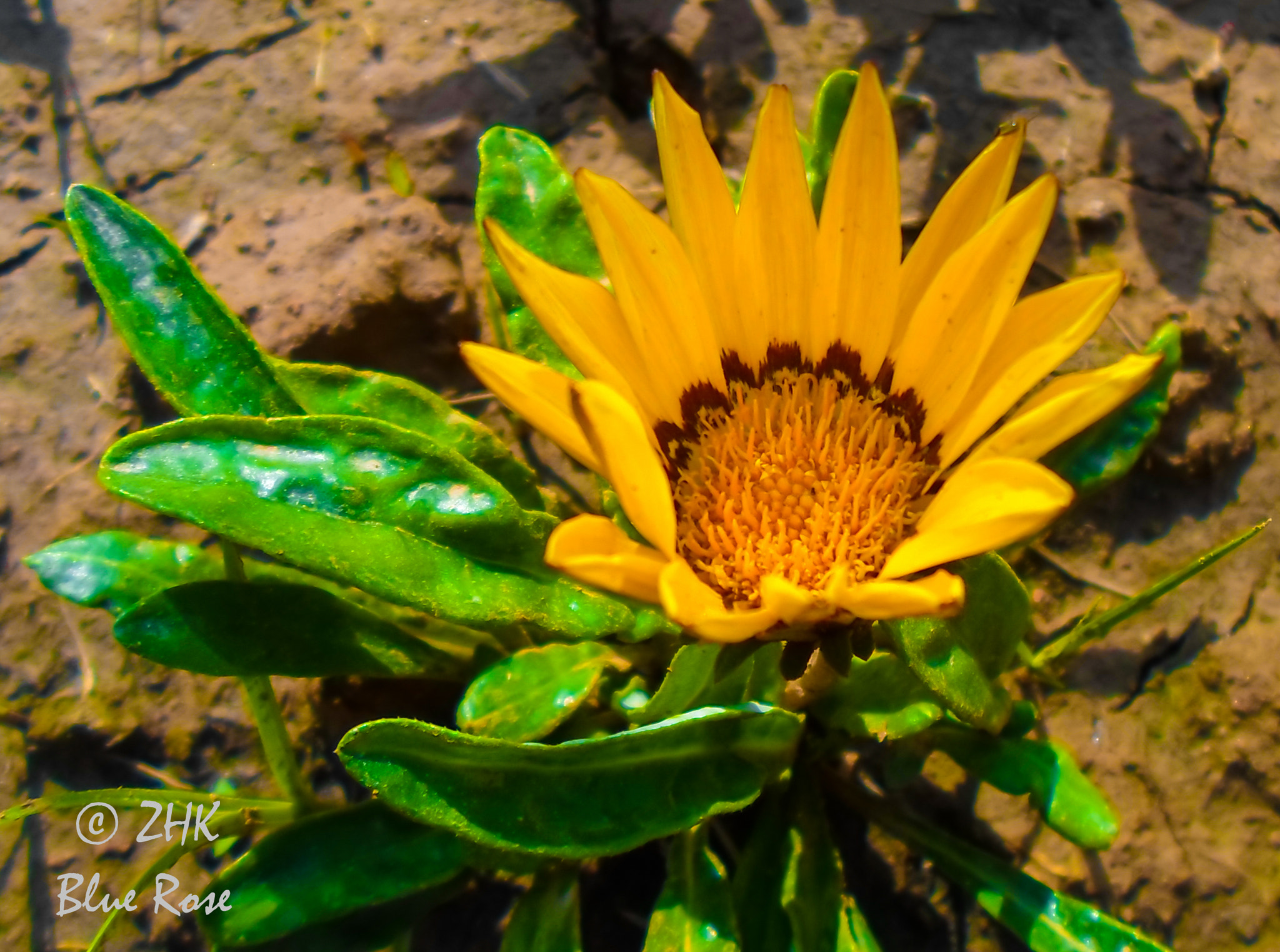 Samsung ST66 / ST68 sample photo. Flower photography