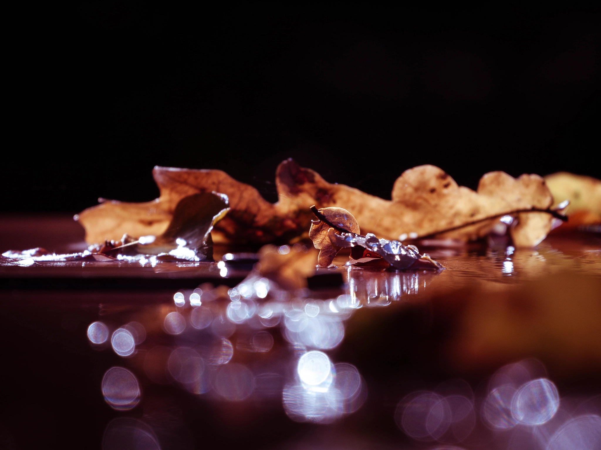 Panasonic Lumix DMC-GF2 sample photo. Fallen leafs photography
