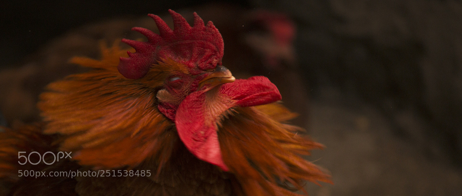 Canon EOS 70D sample photo. Rooster photography