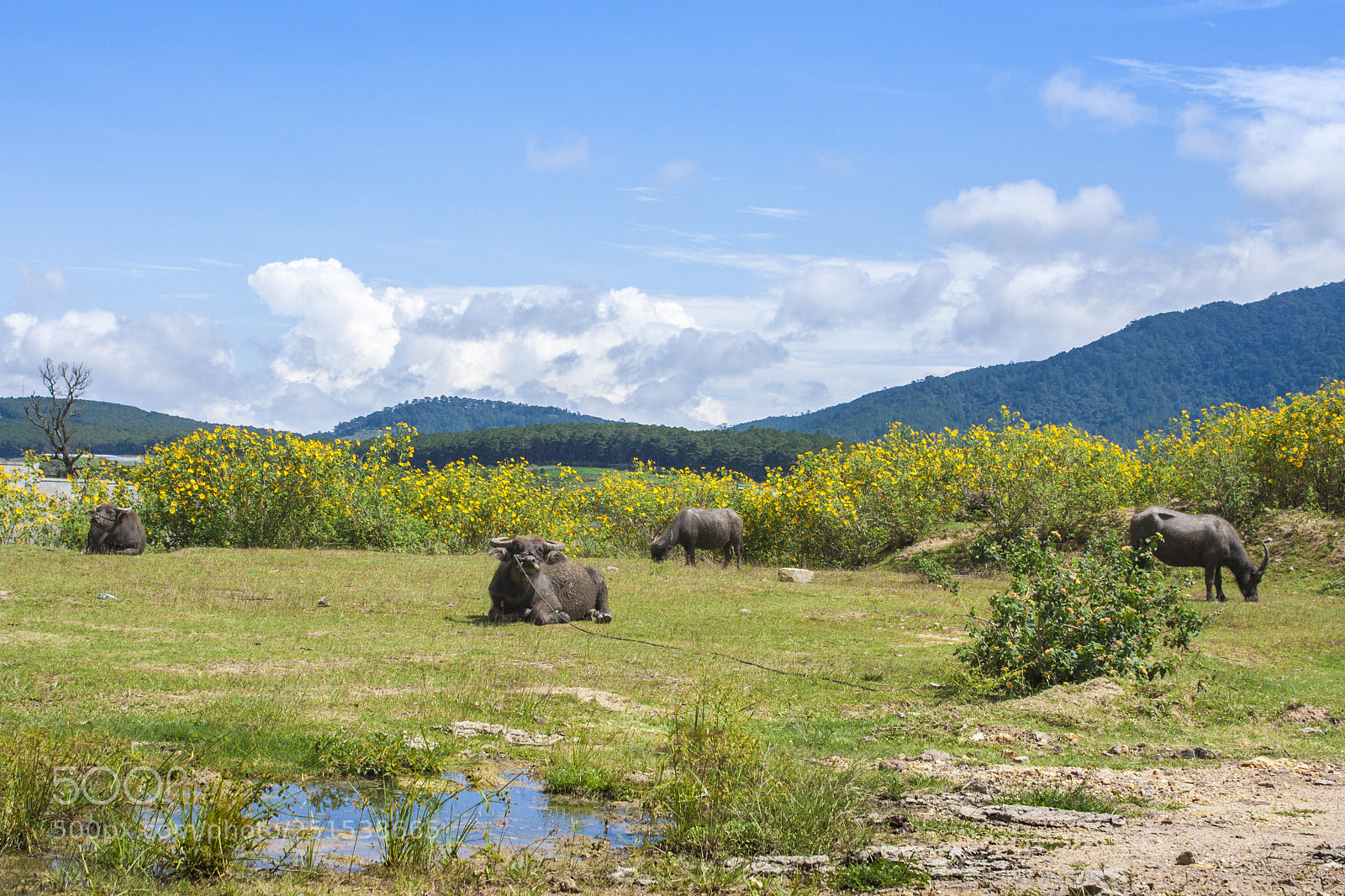 Canon EOS 40D sample photo. Morning on the plateau photography