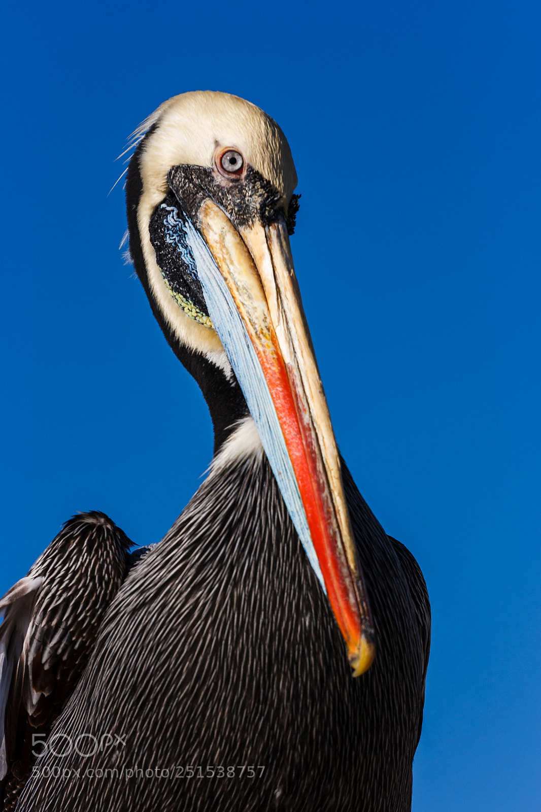 Canon EOS 400D (EOS Digital Rebel XTi / EOS Kiss Digital X) sample photo. Brown peruvian pelican in photography