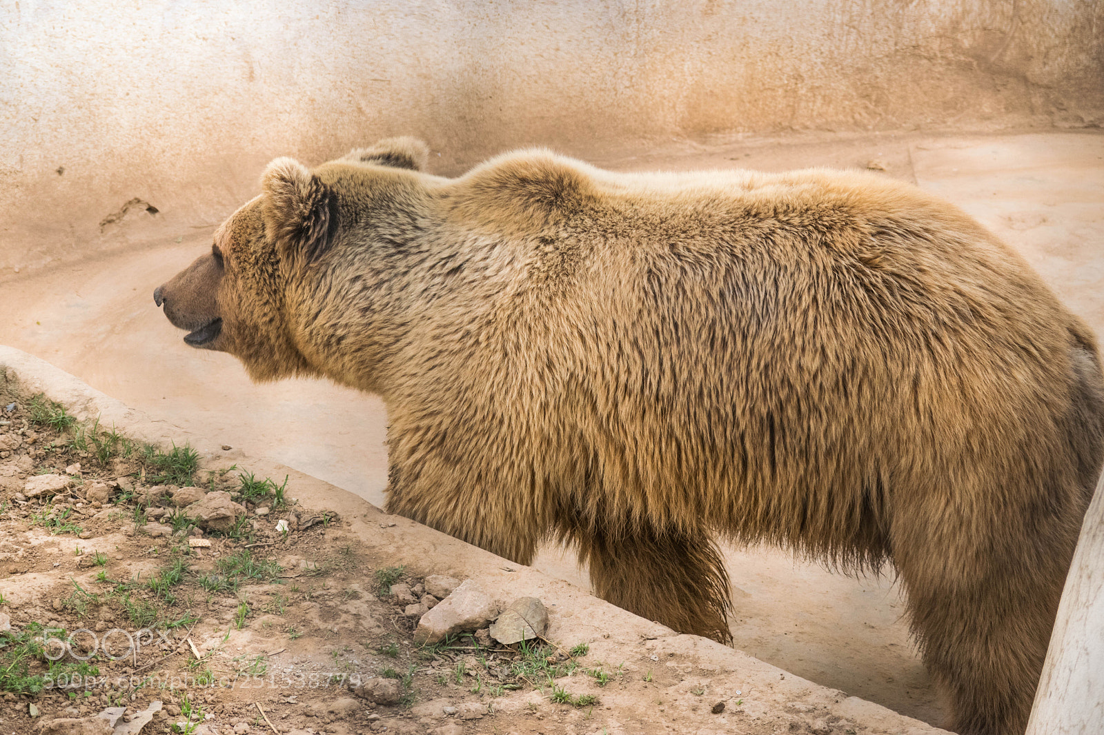 Nikon D3300 sample photo. Brown bear photography