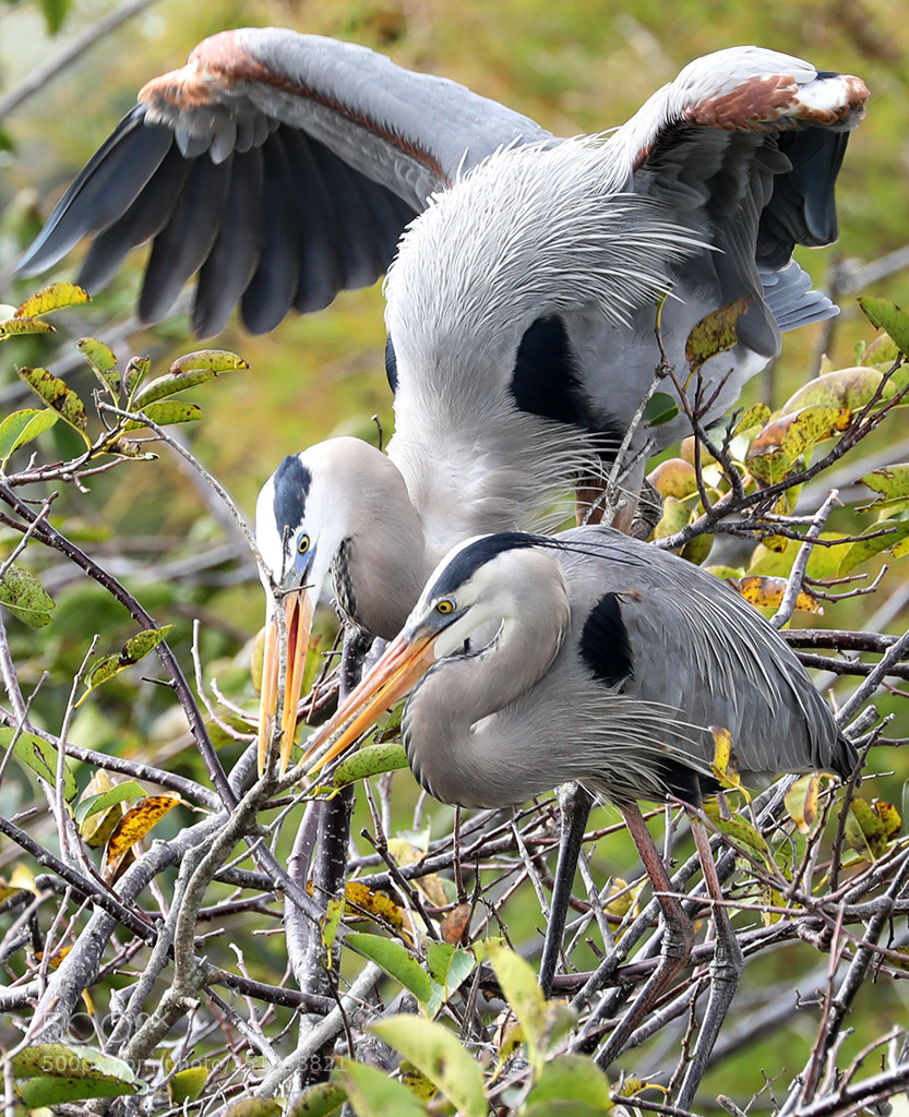 Canon EOS 5D Mark IV sample photo. Lets build a nest photography