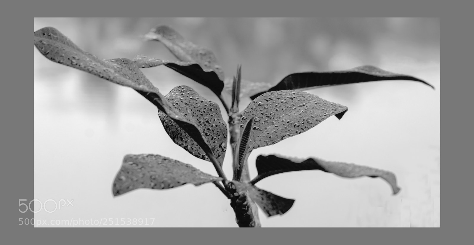 Nikon D7200 sample photo. Copy photography