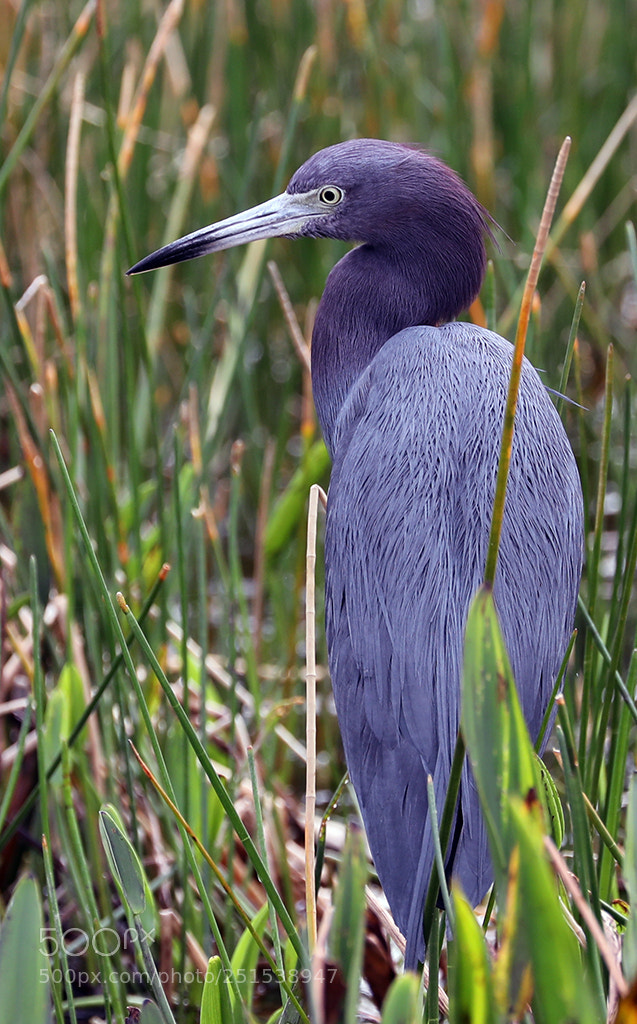 Canon EOS 5D Mark IV sample photo. Florida little blue heron photography