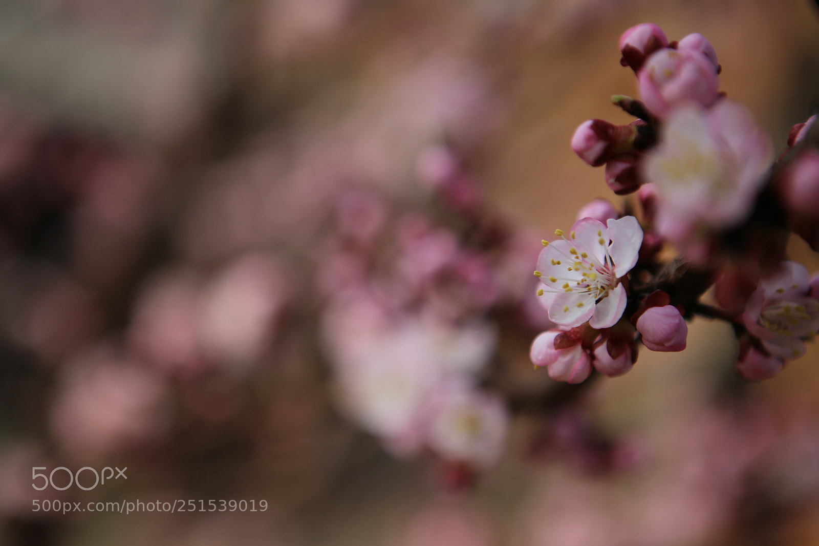 Canon EOS 6D + Canon EF 24-70mm F2.8L USM sample photo. Img photography