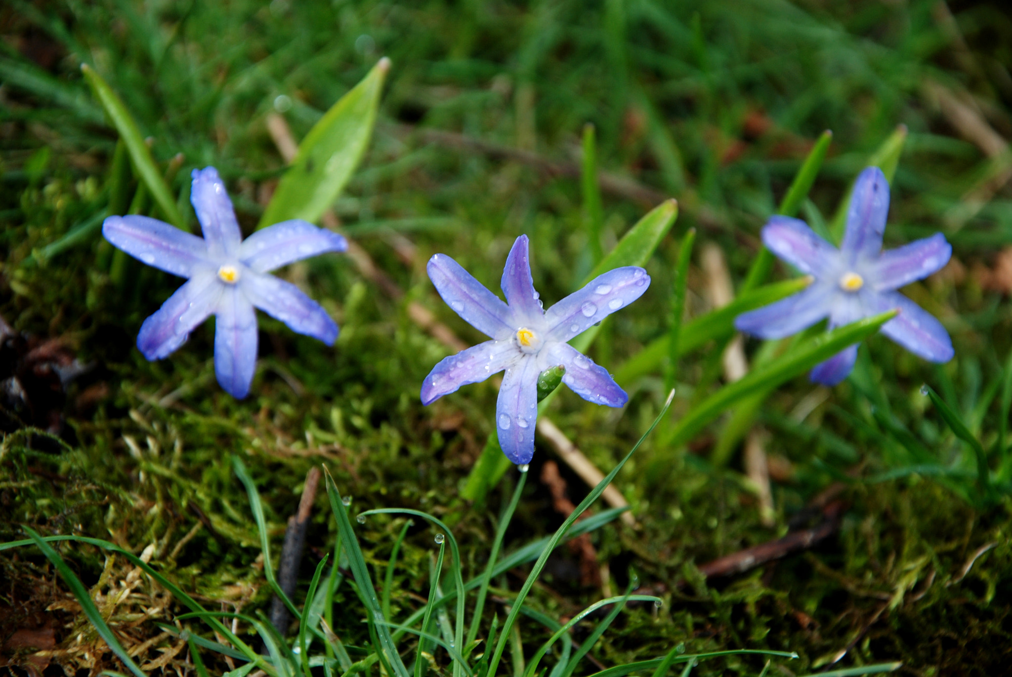 Nikon D80 sample photo. Scilla photography
