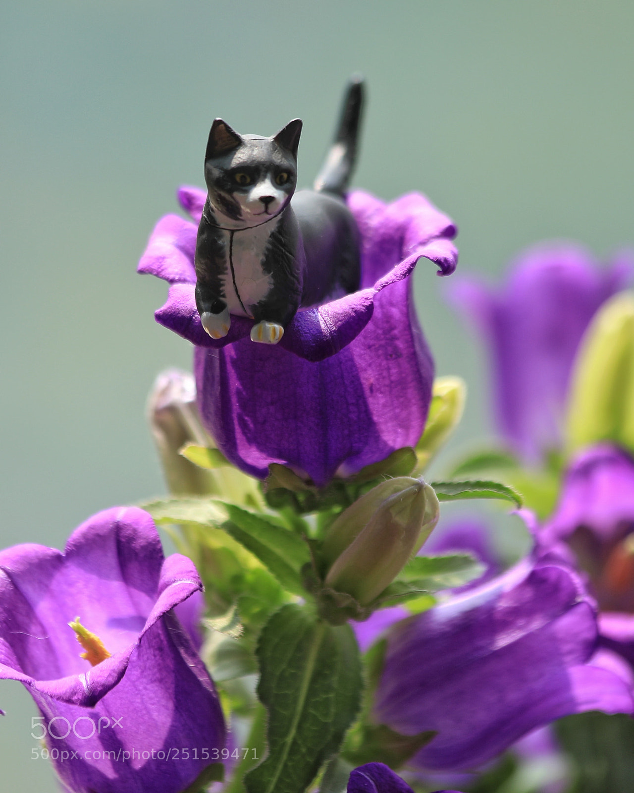 Canon EOS 5D Mark IV sample photo. Cat and flowers photography