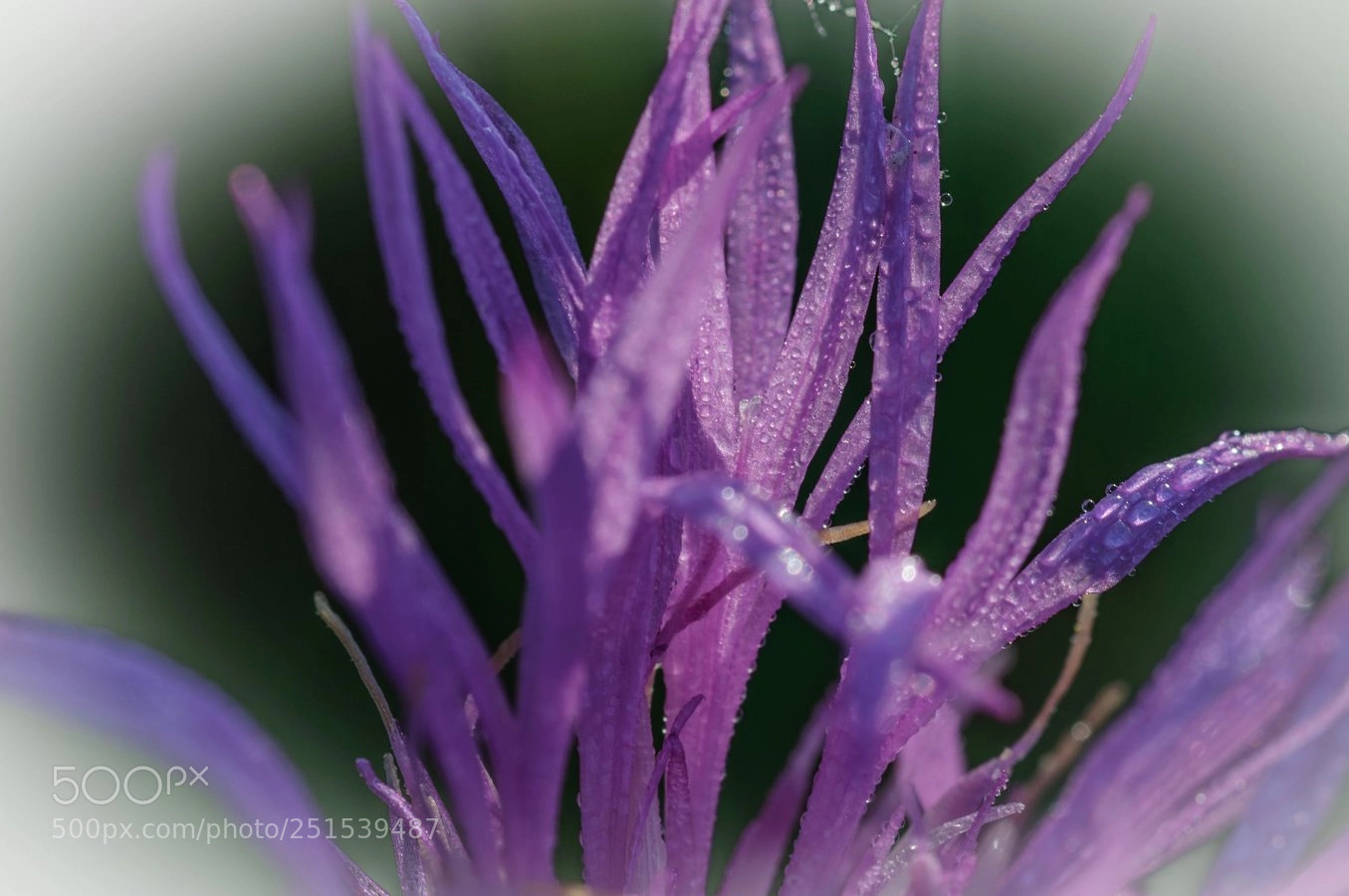 Nikon D90 sample photo. * photography