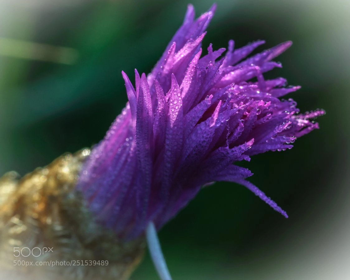 Nikon D90 sample photo. * photography