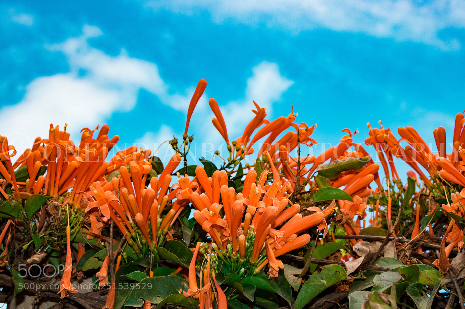Canon EOS 760D (EOS Rebel T6s / EOS 8000D) sample photo. Mother nature  photography