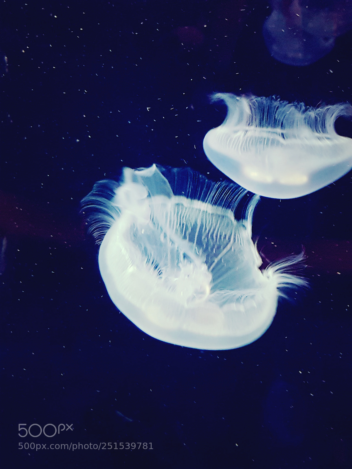 Samsung Galaxy S7 sample photo. Jellyfish photography