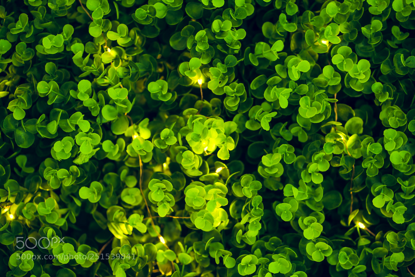 Sony a7 II sample photo. Green leaves photography
