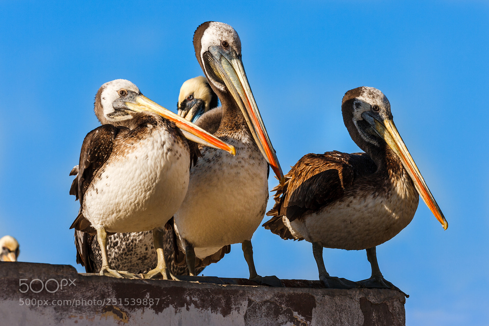 Canon EOS 400D (EOS Digital Rebel XTi / EOS Kiss Digital X) sample photo. Brown peruvian pelicans in photography