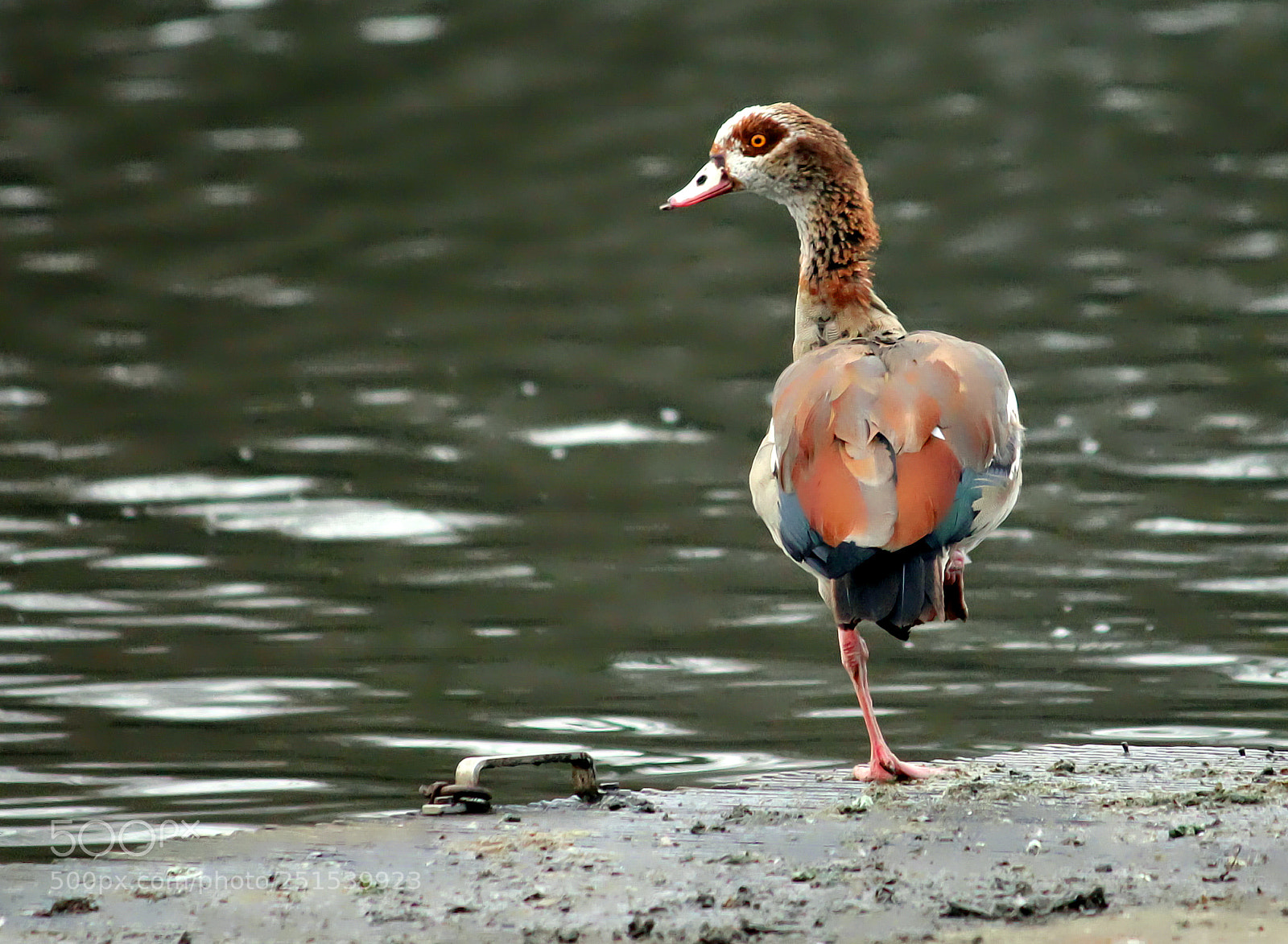 Canon EOS 1200D (EOS Rebel T5 / EOS Kiss X70 / EOS Hi) sample photo. Egyptian goose photography
