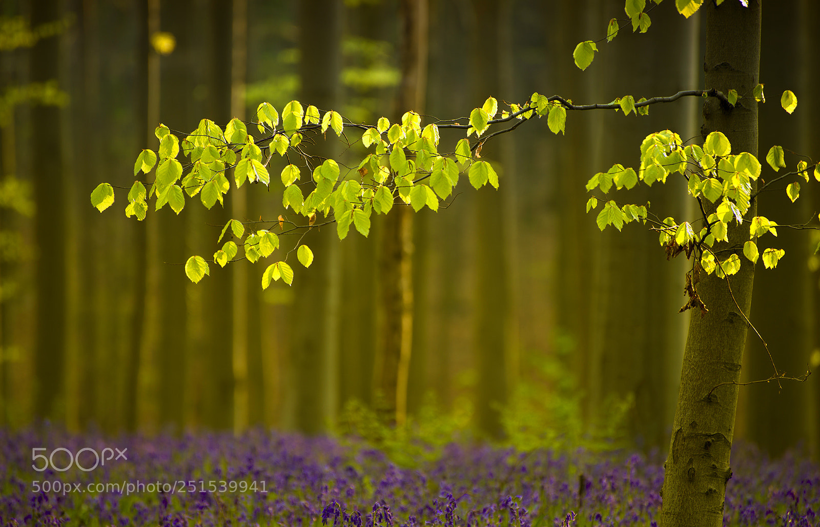 Nikon D800 sample photo. Spring photography