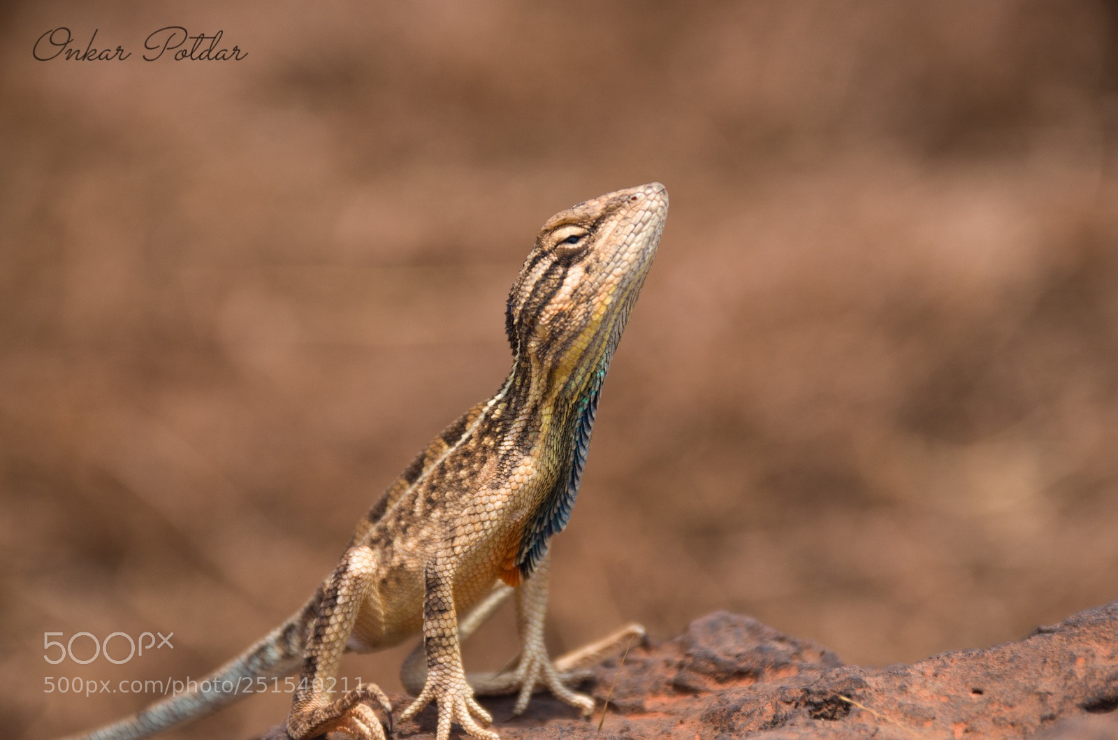 Nikon D7000 sample photo. Fan throated lizard photography