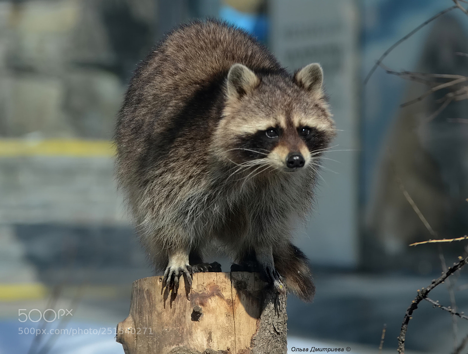 Nikon D7000 sample photo. *** photography