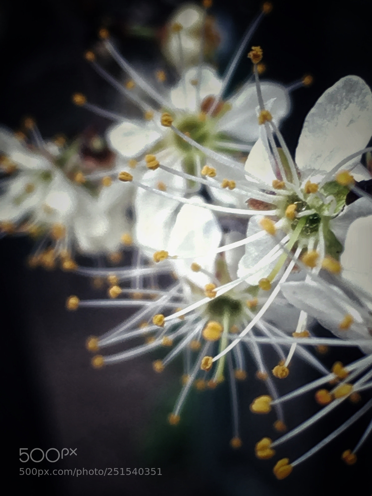 Apple iPhone 6s sample photo. Untitled photography