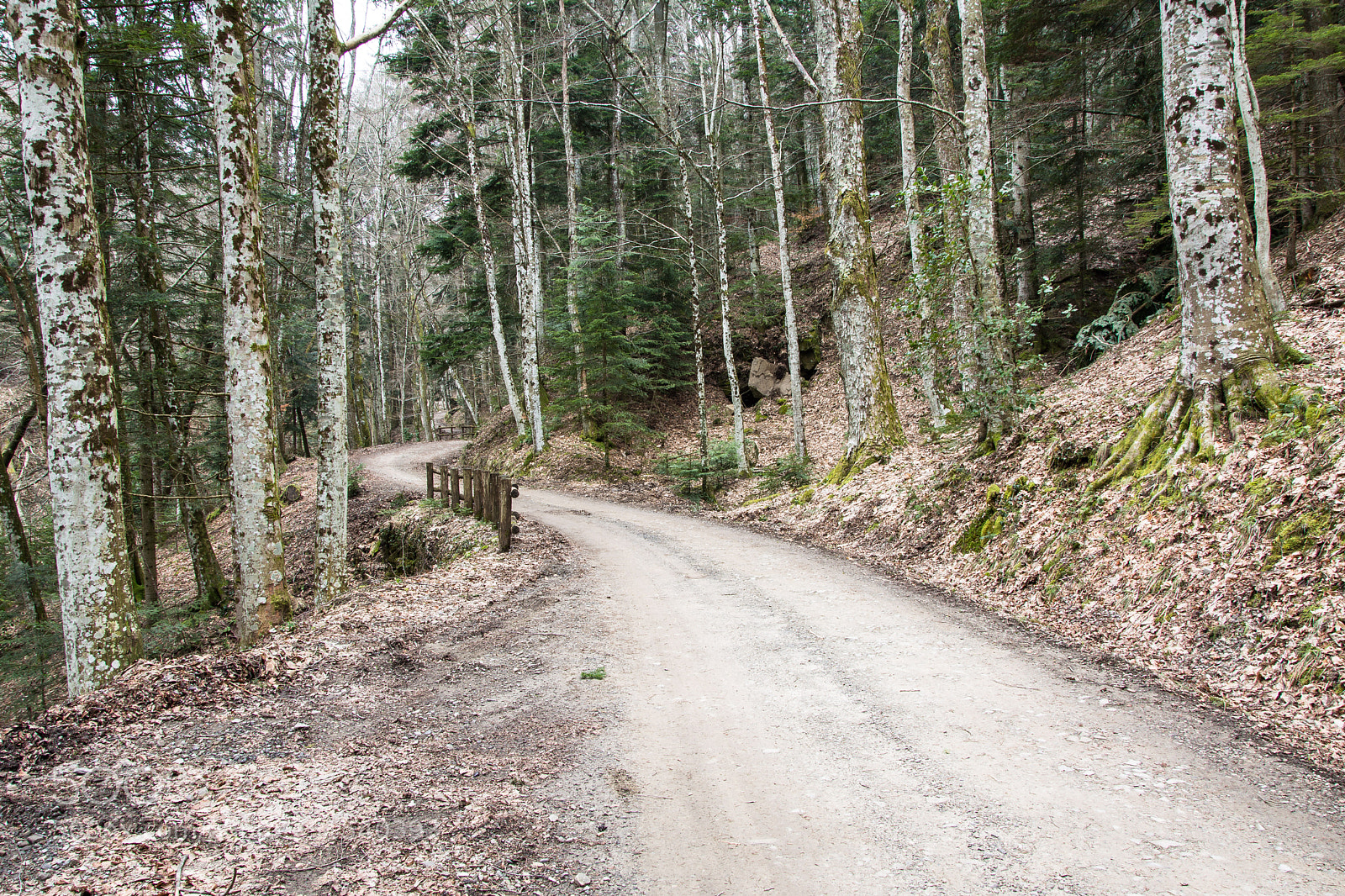 Nikon D5200 sample photo. Strozzi photography