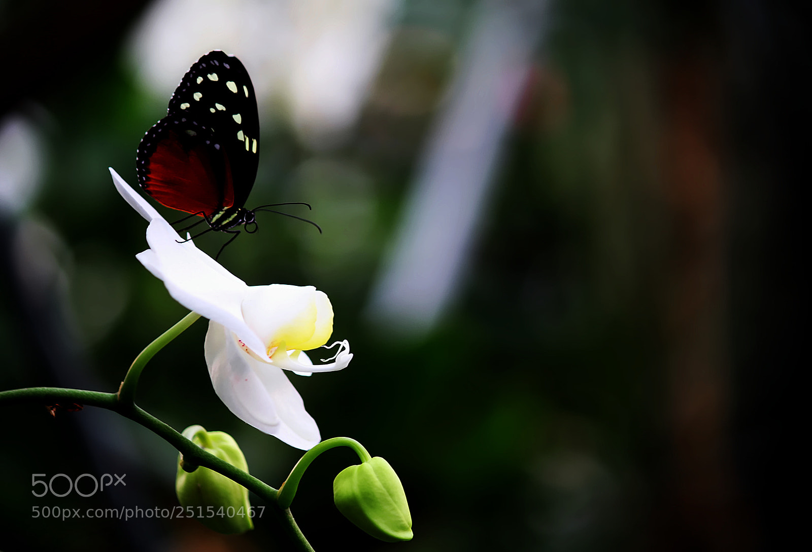 Canon EOS 80D sample photo. Butterfly on an orchid photography