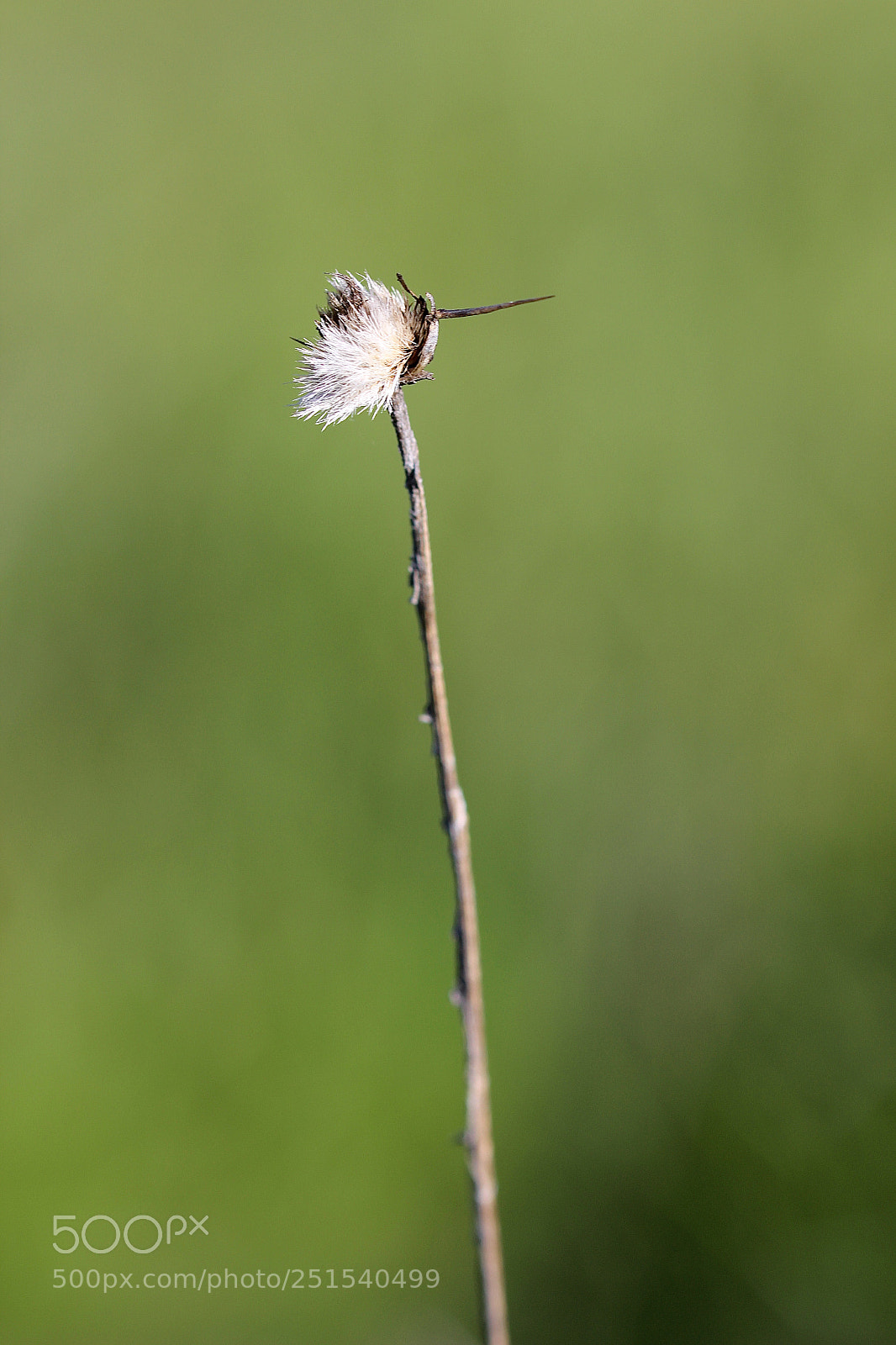 Canon EOS 600D (Rebel EOS T3i / EOS Kiss X5) sample photo. Macro / nature photography