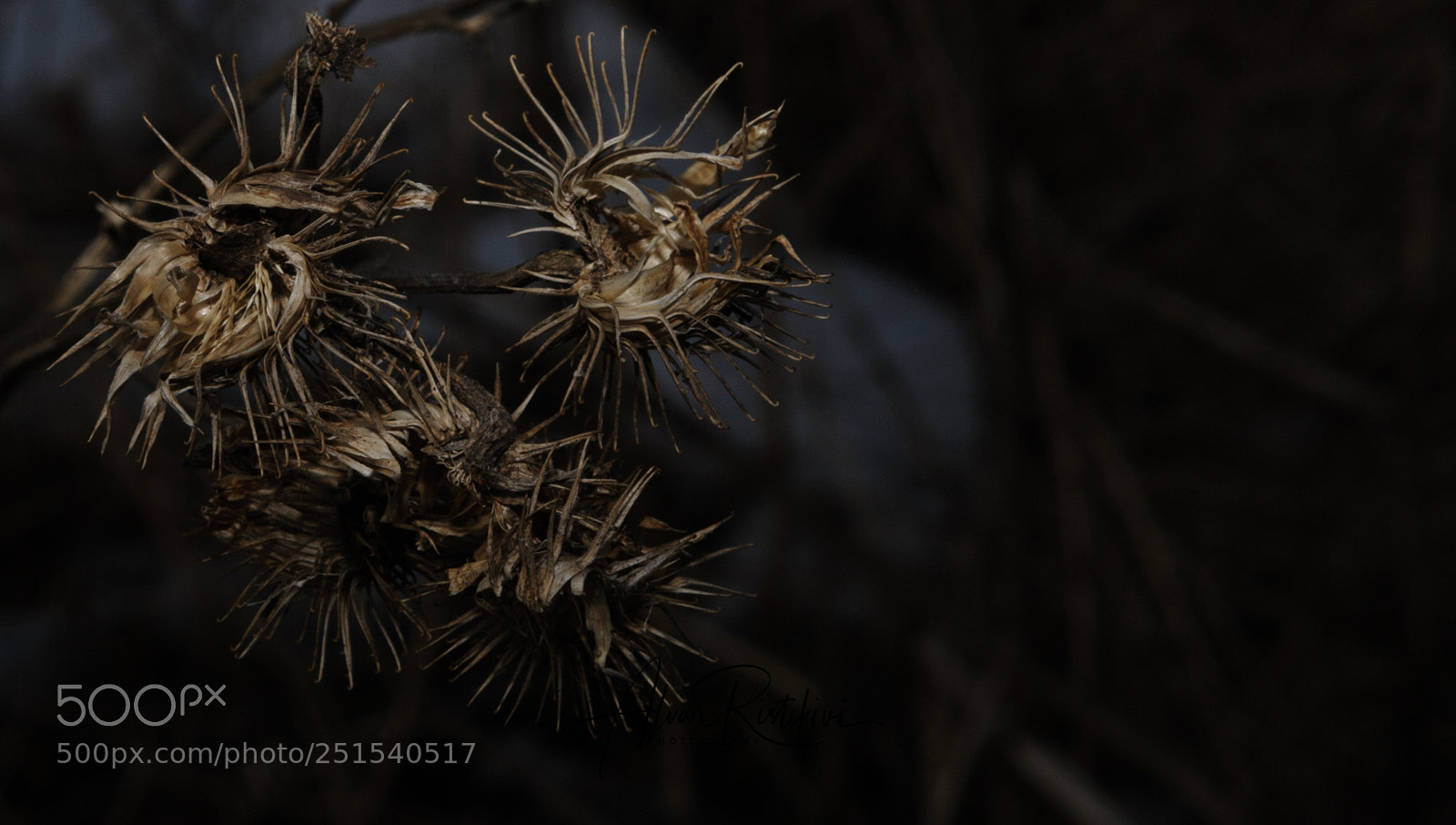 Nikon D3 sample photo. Spring ii photography