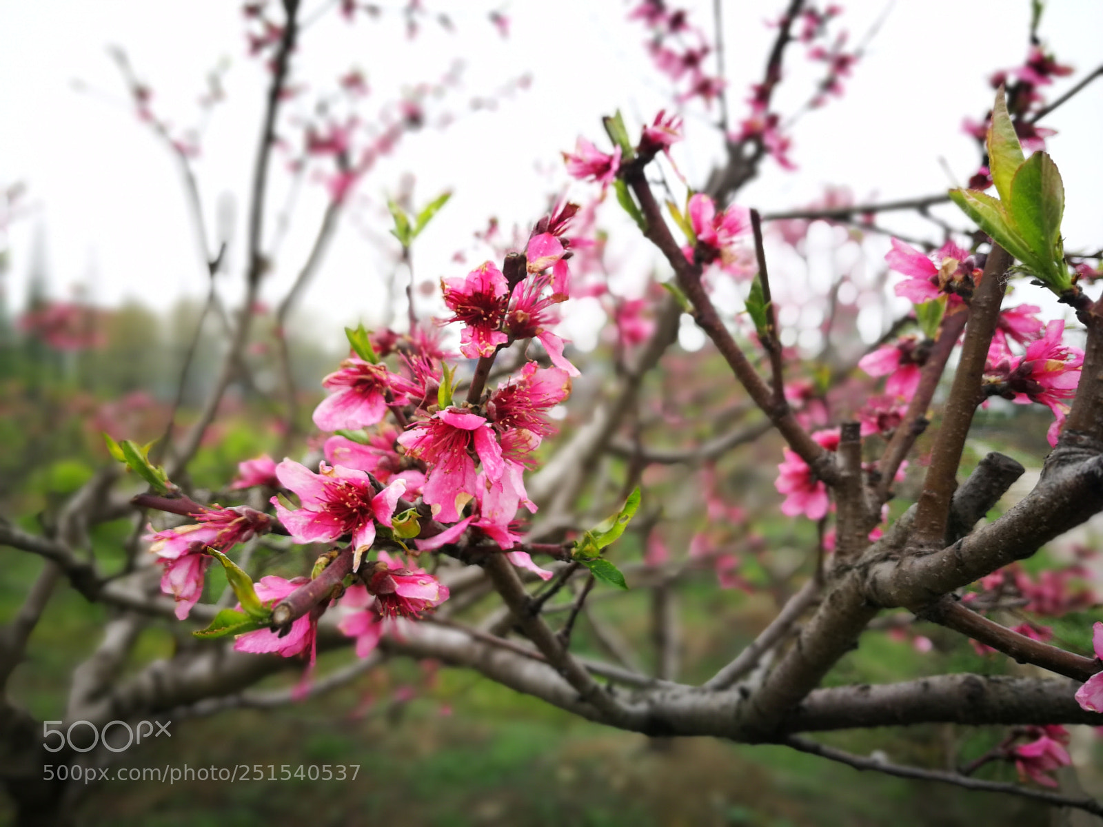 HUAWEI P10 sample photo. Untitled photography