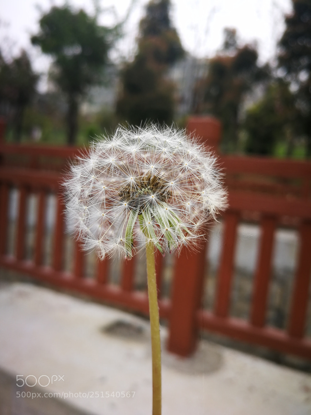 HUAWEI P10 sample photo. Untitled photography